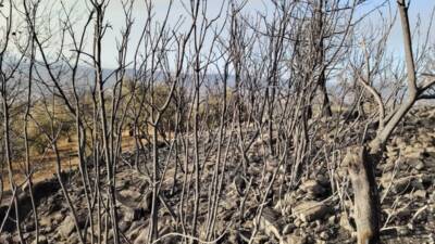 Hatay’ın Üçgedik Mahallesi Muhtarlığı, orman yangını nedeniyle mahallede yaşanan içme
