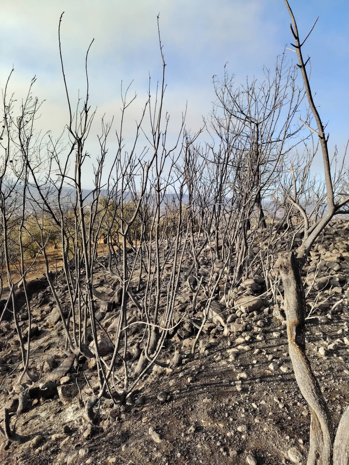 Hatay’ın Üçgedik Mahallesi Muhtarlığı, orman yangını nedeniyle mahallede yaşanan içme
