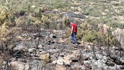 Hatay’ın İskenderun ilçesine bağlı Aşkarbeyli Mahallesi yakınlarındaki ormanlık alanda çıkan