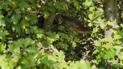 Hatay’ın İskenderun ilçesine bağlı Sakıt Mahallesi’nde, halk arasında “kör yılan”