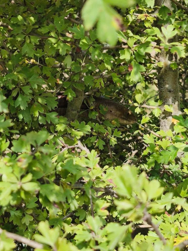 Hatay’ın İskenderun ilçesine bağlı Sakıt Mahallesi’nde, halk arasında “kör yılan”