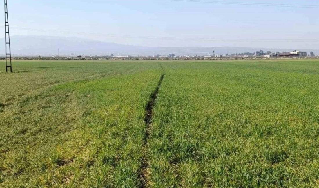 Pamuk Üreticilerinden Su Sorununa Acil Çözüm Çağrısı Hatay’ın verimli topraklarıyla bilinen Amik Ovası’nda pamuk üretimi yapan çiftçiler,