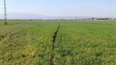 Hatay’ın verimli topraklarıyla bilinen Amik Ovası’nda pamuk üretimi yapan çiftçiler,