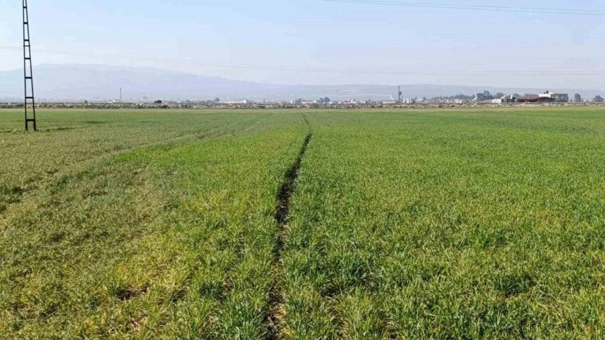 Hatay’ın verimli topraklarıyla bilinen Amik Ovası’nda pamuk üretimi yapan çiftçiler,