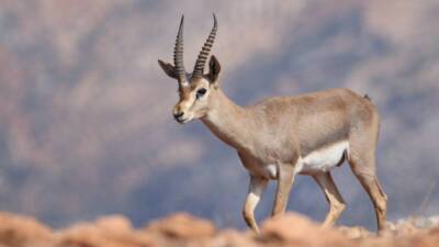 Danıştay, Hatay’da yalnızca bu bölgede yaşayan ve nesli tehlike altında
