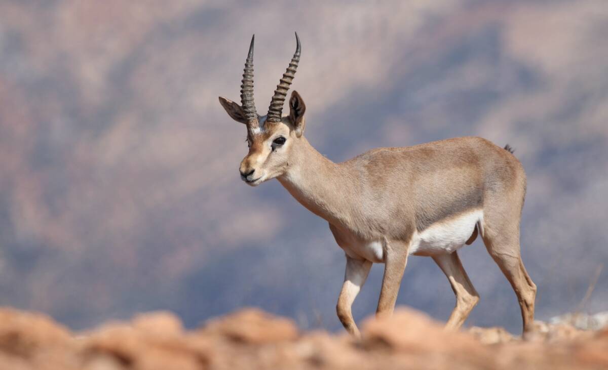 Danıştay, Hatay’da yalnızca bu bölgede yaşayan ve nesli tehlike altında