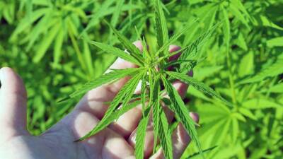 TBMM’de kabul edilen yeni yasa ile tıbbi kenevir ürünlerinin eczanelerde