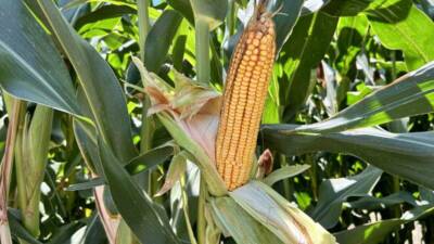 Hatay’ın Arsuz ilçesinde 7 bin 500 dekar alanda mısır üretimi