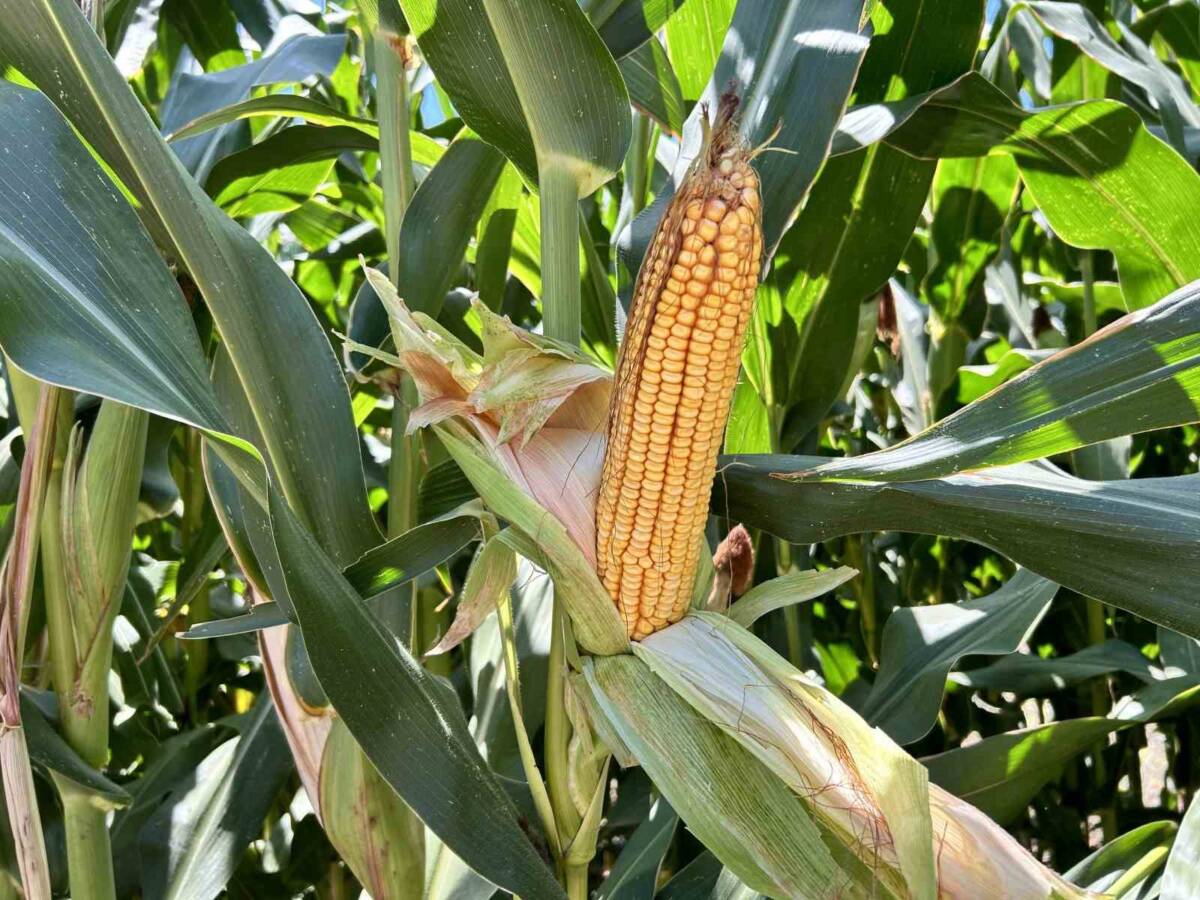 Hatay’ın Arsuz ilçesinde 7 bin 500 dekar alanda mısır üretimi