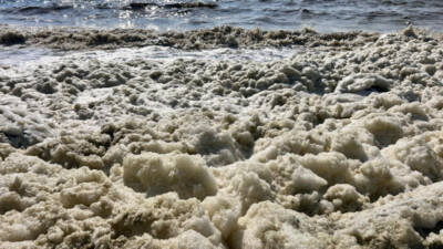 Hatay’ın İskenderun Körfezi’nde, özellikle Karaağaç-Arsuz kıyı hattında deniz yüzeyinde gözlenen