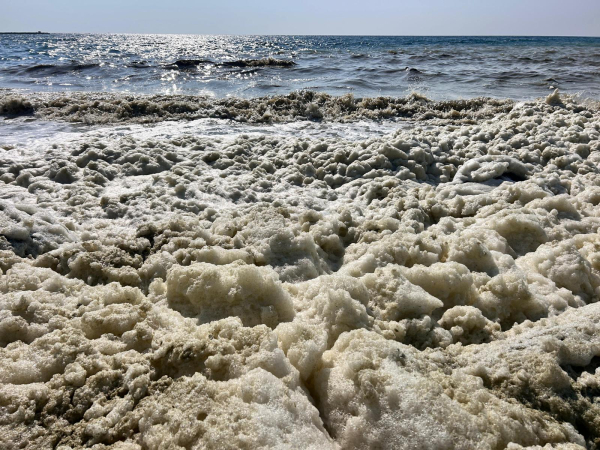 Hatay’ın İskenderun Körfezi’nde, özellikle Karaağaç-Arsuz kıyı hattında deniz yüzeyinde gözlenen