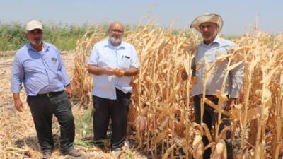Hatay’ın verimli topraklarıyla bilinen Amik Ovası’nda yılın ilk mısır hasadı