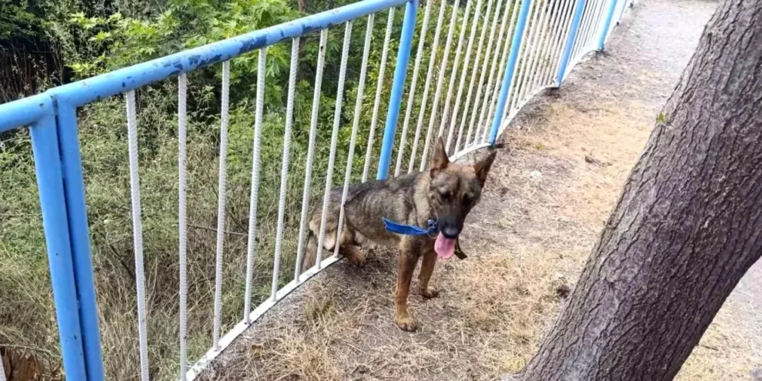 Hatay’ın Dörtyol ilçesinde demir korkuluklara sıkışan bir sokak köpeği, itfaiye