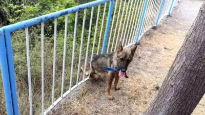 Hatay’ın Dörtyol ilçesinde demir korkuluklara sıkışan bir sokak köpeği, itfaiye