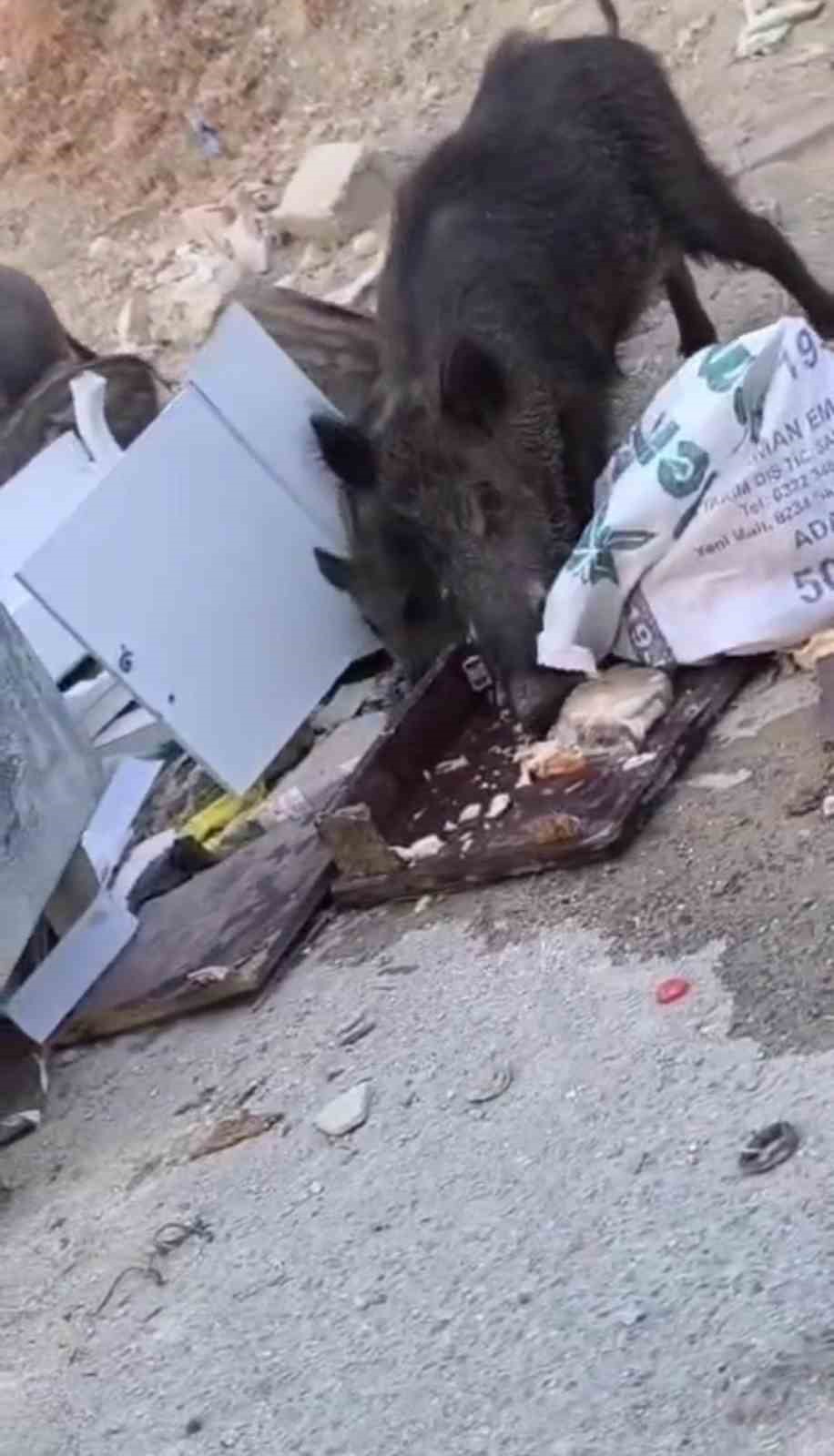 Defne ilçesine bağlı Harbiye Mahallesi’nde, yiyecek bulmakta zorlanan bir domuz