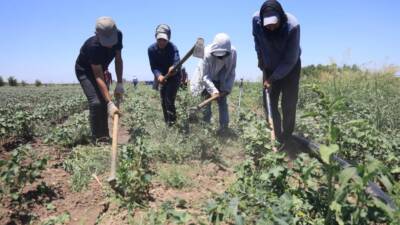 Hatay’da yaz sıcaklıkları mevsim normallerinin üzerine çıkarken, Reyhanlı ilçesine bağlı