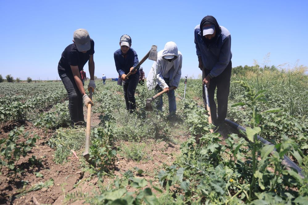 Hatay’da yaz sıcaklıkları mevsim normallerinin üzerine çıkarken, Reyhanlı ilçesine bağlı