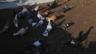 Hatay’ın Antakya ilçesinde yaşayan ve 13 yıldır güvercin besleyen Mustafa