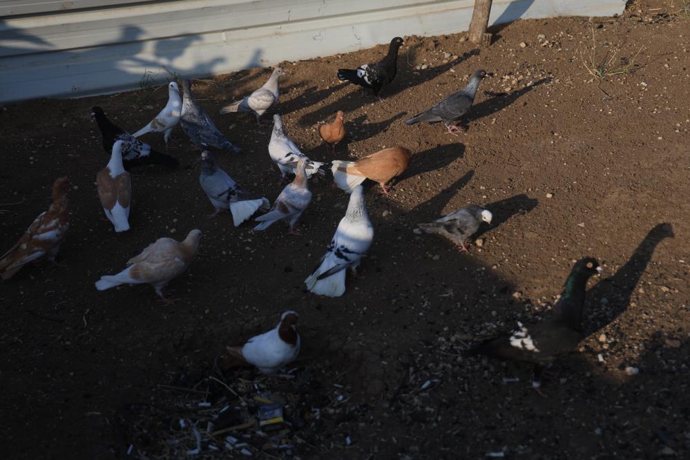 Hatay’ın Antakya ilçesinde yaşayan ve 13 yıldır güvercin besleyen Mustafa