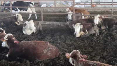 Hatay’ın Reyhanlı ilçesi Yeşilova Mahallesi’nde besicilik yapan İbrahim Yumuşak, Uruguay’dan