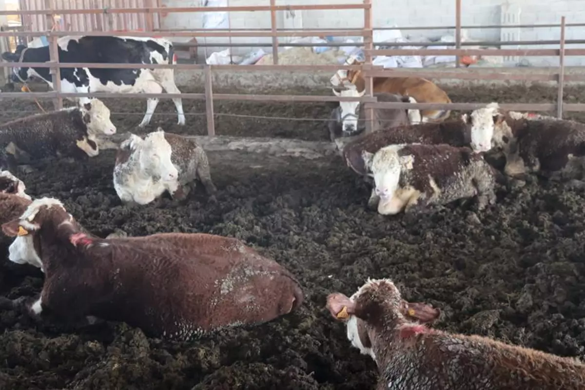 Hatay’ın Reyhanlı ilçesi Yeşilova Mahallesi’nde besicilik yapan İbrahim Yumuşak, Uruguay’dan