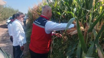 Hatay İl Tarım ve Orman Müdürü Abdurrahman Türkmen, mısır hasadına