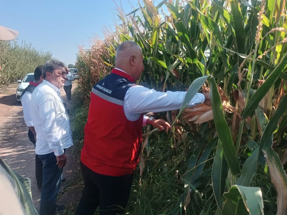 Hatay İl Tarım ve Orman Müdürü Abdurrahman Türkmen, mısır hasadına