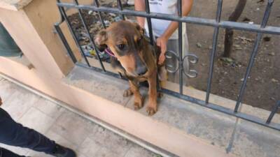 Hatay’ın dört ilçesinde mahsur kalan kediler ve bir köpek, itfaiye