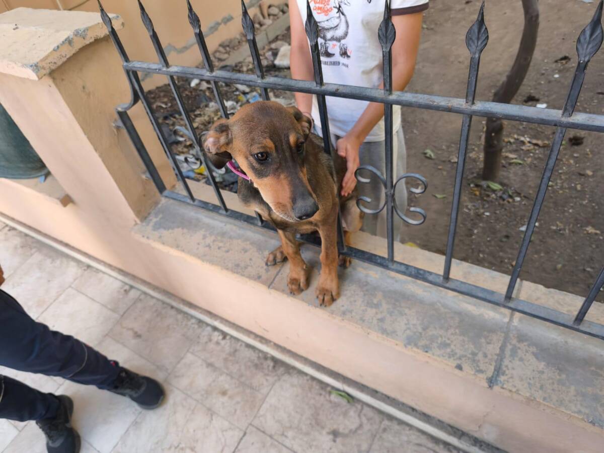 Hatay’ın dört ilçesinde mahsur kalan kediler ve bir köpek, itfaiye