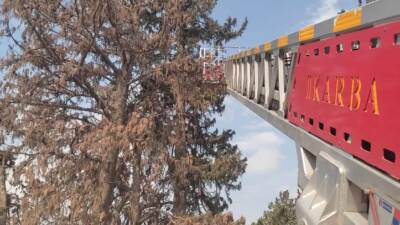 Hatay’ın İskenderun ilçesinde ağaca tırmanarak inemeyen bir kedi, itfaiye ekiplerinin