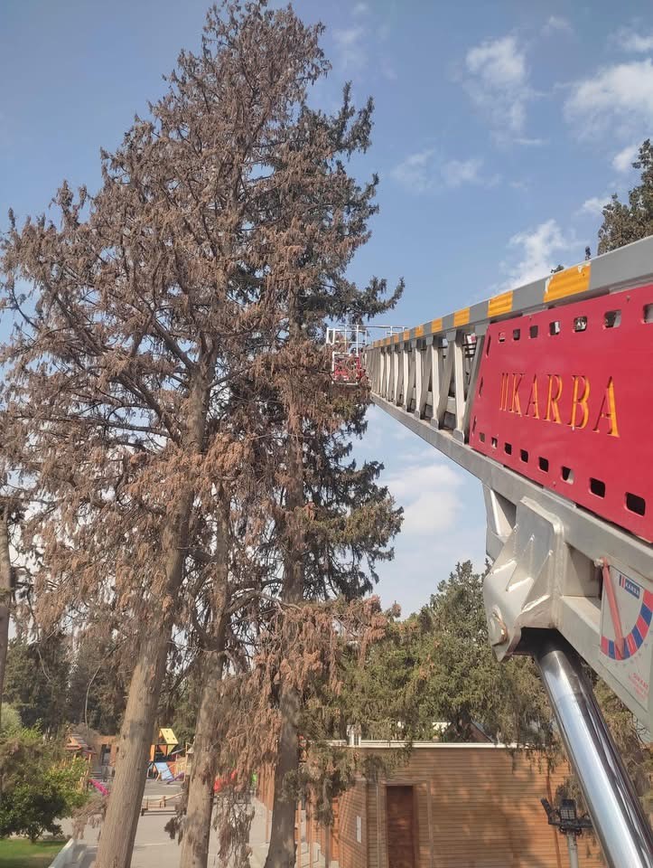 Hatay’ın İskenderun ilçesinde ağaca tırmanarak inemeyen bir kedi, itfaiye ekiplerinin