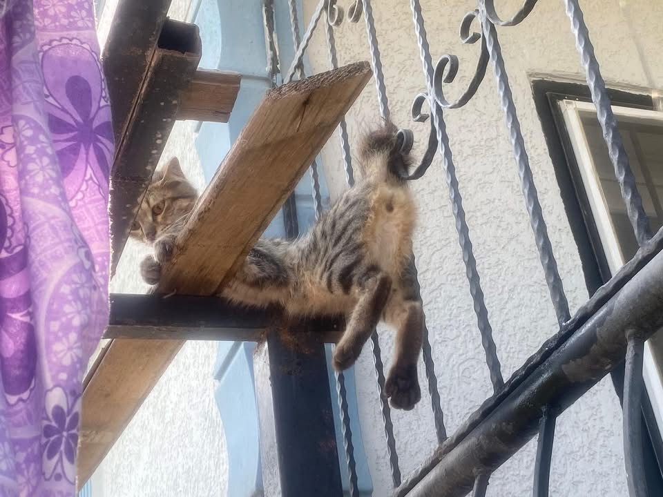 Hatay’ın Antakya ilçesi Akasya Mahallesi’nde bir kedi, balkonun demir korkuluklarına