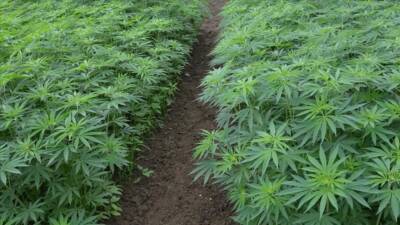 Türkiye Büyük Millet Meclisi’nde (TBMM) görüşülen “Sağlıkla İlgili Bazı Kanunlarda