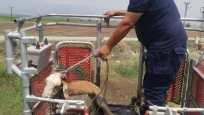 Hatay’ın Kırıkhan ilçesinde dereye düşerek çamur içinde mahsur kalan koyun,