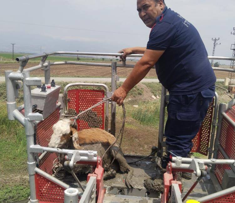 Hatay’ın Kırıkhan ilçesinde dereye düşerek çamur içinde mahsur kalan koyun,