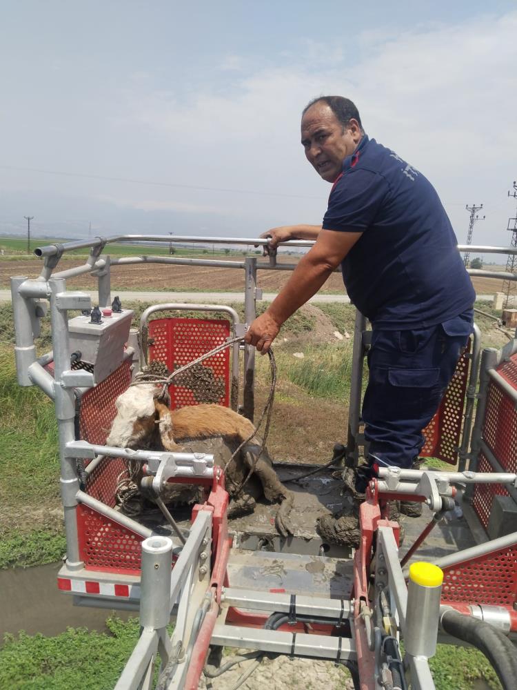 Hatay’ın Kırıkhan ilçesinde dereye düşerek çamur içinde mahsur kalan koyun,