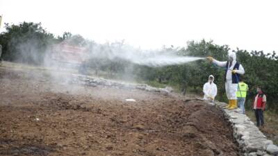 Hatay Büyükşehir Belediyesi, narenciye üretimini tehdit eden Akdeniz meyve sineğine