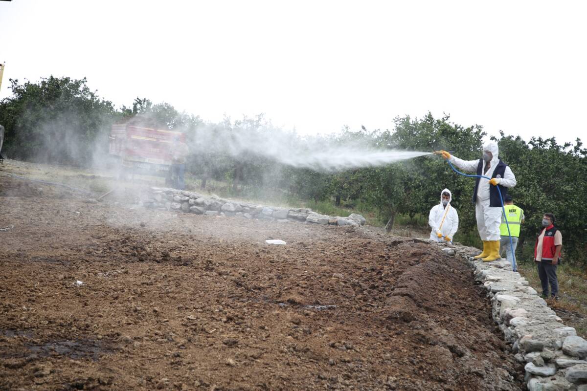 Hatay Büyükşehir Belediyesi, narenciye üretimini tehdit eden Akdeniz meyve sineğine