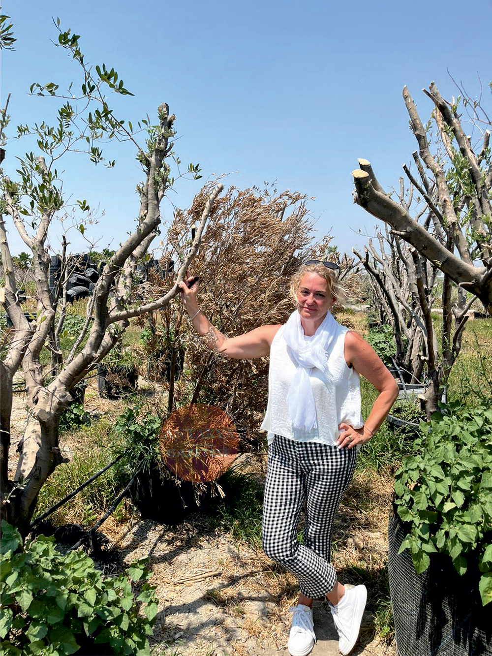 “Zeytinlikleri yok etme” yasasının TBMM deki kabulünün ardından tepkiler hız