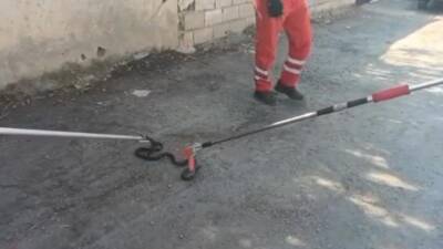 Hatay’ın Dörtyol ilçesine bağlı Özerli Mahallesi’nde yaşayan vatandaşlar, evlerinin bahçesindeki