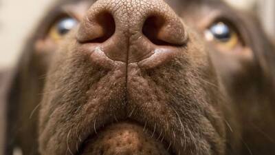 Köpeklerin yalnızca koku alma duyularıyla Parkinson hastalığını ayırt edebildikleri ortaya