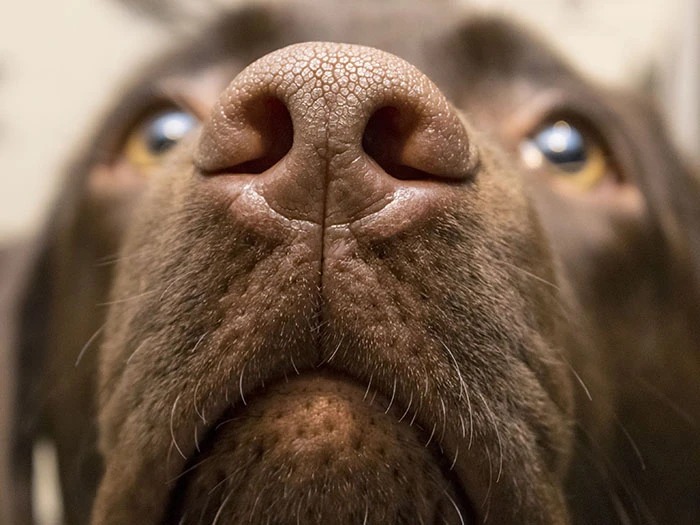 Köpeklerin yalnızca koku alma duyularıyla Parkinson hastalığını ayırt edebildikleri ortaya