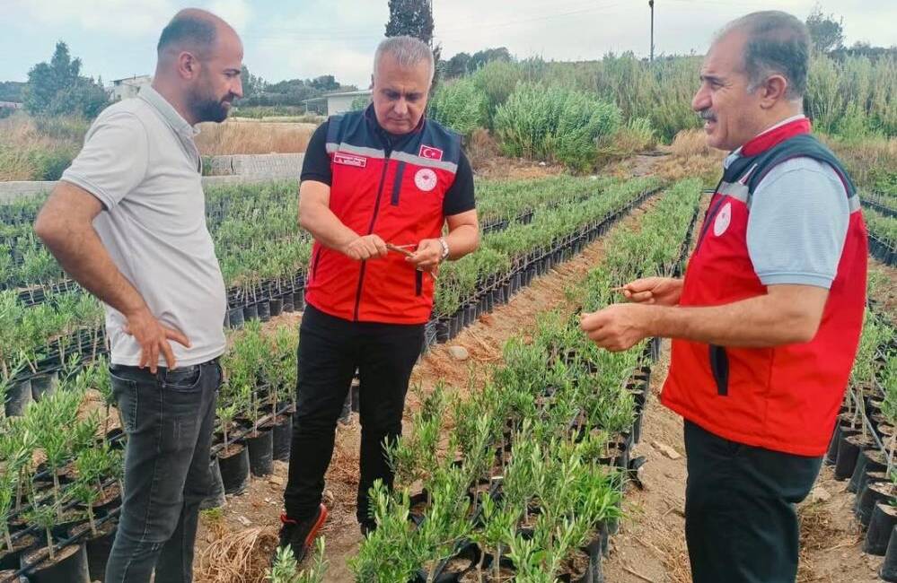Hatay’ın Samandağ ilçesinde, meyve fidancılığının gelişimi için önemli bir merkez