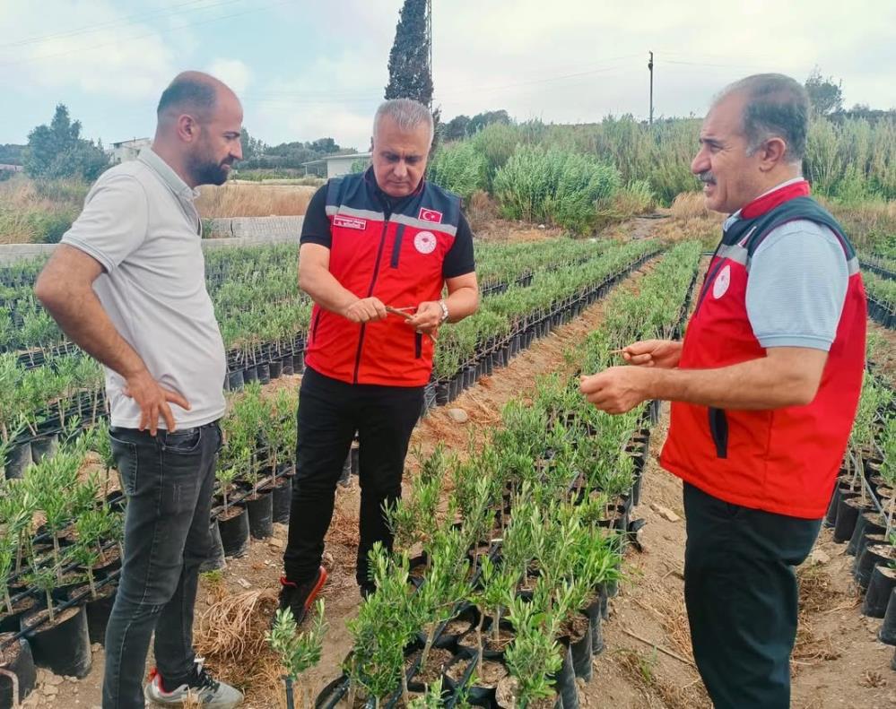 Hatay’ın Samandağ ilçesinde, meyve fidancılığının gelişimi için önemli bir merkez