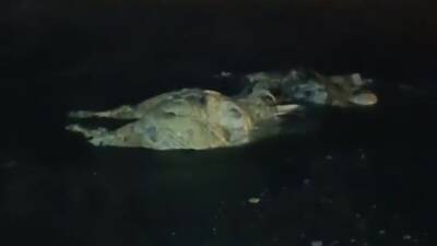 Hatay’ın Dörtyol ilçesi sahilinde gece saatlerinde telef olmuş bir angus