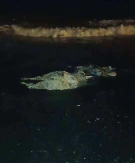 Hatay Sahilinde Şok Görüntü: Angus Kıyıya Vurdu Hatay’ın Dörtyol ilçesi sahilinde gece saatlerinde telef olmuş bir angus