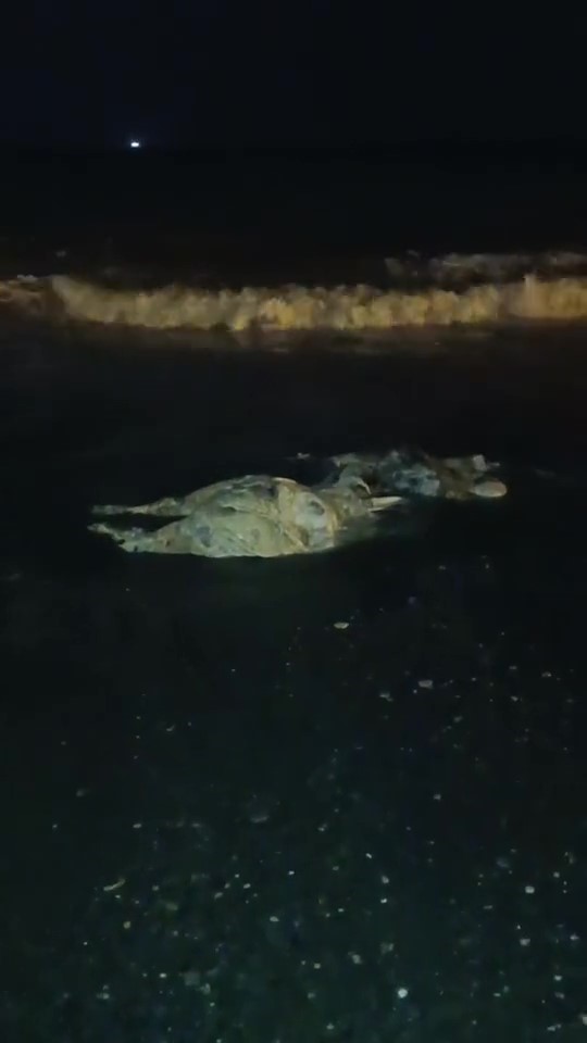 Hatay’ın Dörtyol ilçesi sahilinde gece saatlerinde telef olmuş bir angus