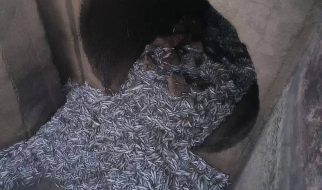 Hatay’da Binlerce Balık Telef Oldu Hatay’ın Antakya ilçesinde yer alan Avsuyu sulama kanalında, Yarseli Barajı’ndaki