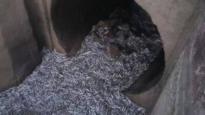 Hatay’ın Antakya ilçesinde yer alan Avsuyu sulama kanalında, Yarseli Barajı’ndaki