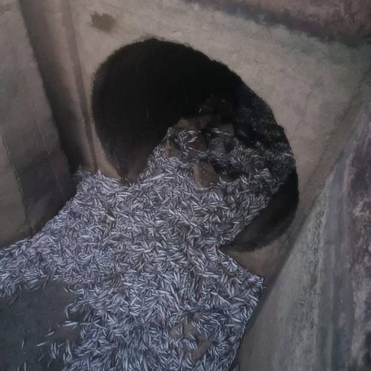 Hatay’ın Antakya ilçesinde yer alan Avsuyu sulama kanalında, Yarseli Barajı’ndaki